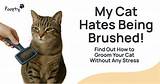 Why Your Cat Hates Being Brushed: the Ultimate Guide to Feline Grooming Woes